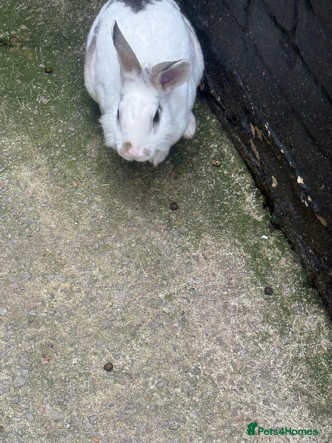 Rex rabbits for sale: Baby bunny’s and adult rabbits for sale  - Advert 6