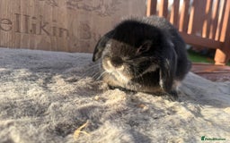 Mini Lop rabbits for sale: Lovely mini lop girl - available now - Advert 4