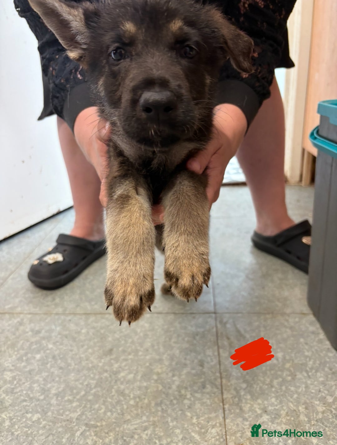 German Shepherd dogs for sale: German shepherd pups  in Scunthorpe - Image 16