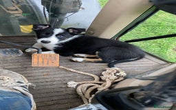 Border Collie dogs for sale: Sid.  - Image 2