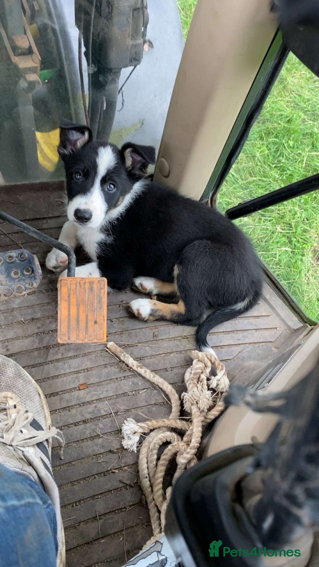 Border Collie dogs for sale: Sid.  - Image 2