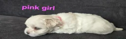Maltese dogs for sale: ⭐️KC registered Maltese puppies⭐️ - Advert 12