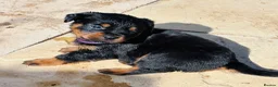 Rottweiler dogs for sale: ELITE KC REGISTERED GERMAN ROTTWEILER PUPPIES  - Advert 25