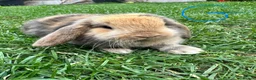 Mini Lop rabbits for sale: Mini Lop Rabbits For Sale  - Advert 33