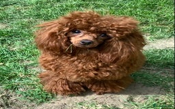 Toy Poodle dogs for sale: Asian Toy Poodle Puppies - Image 9