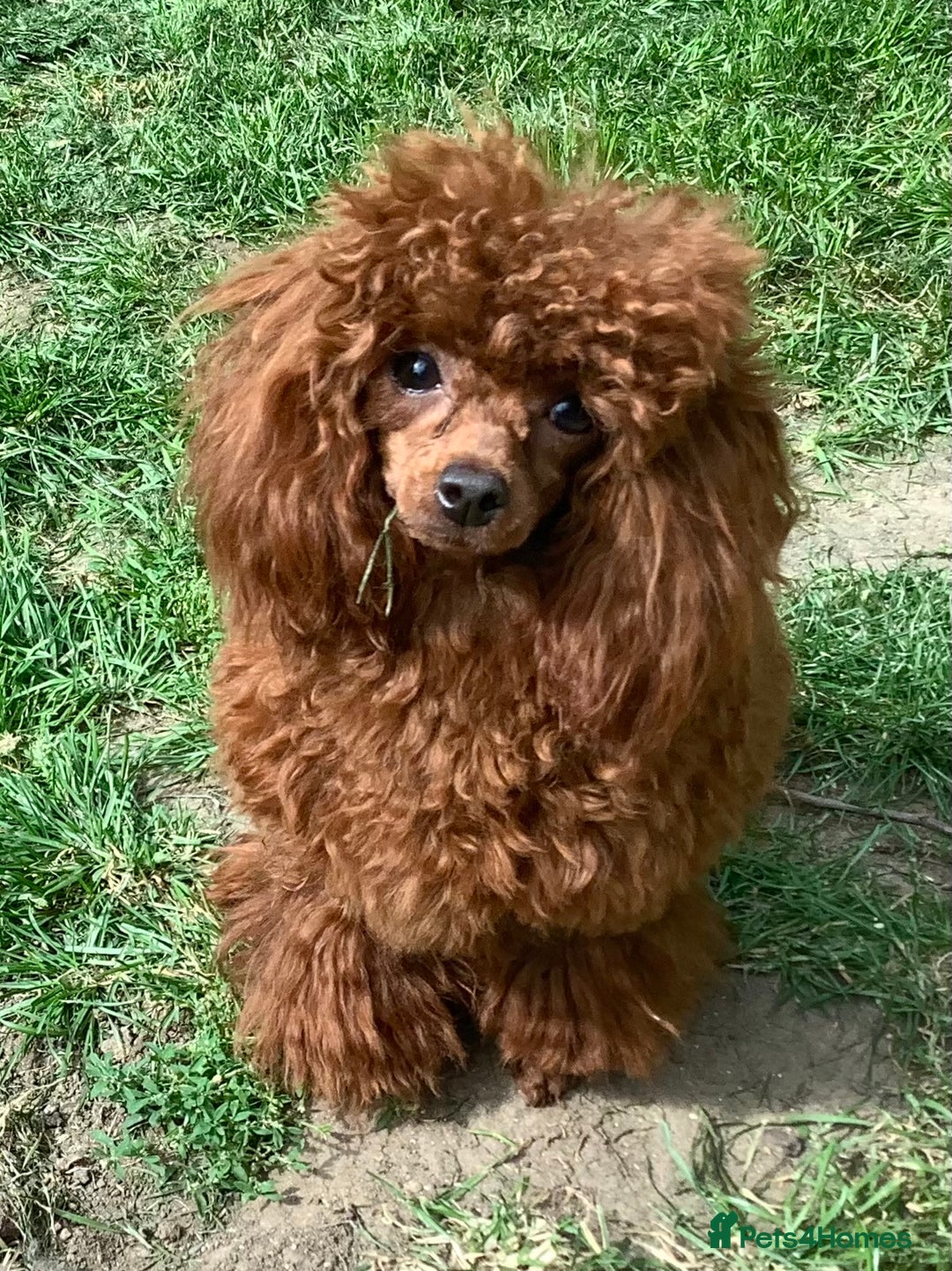 Toy Poodle dogs for sale: Asian Toy Poodle Puppies - Image 9