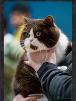 British Shorthair cats Fawn tortie female kitten ready mild Jan - Advert 3