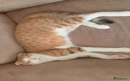 Scottish Fold cats for adoption: [Indoors Only] Oliver - A lovely & cuddly boy - Image 6