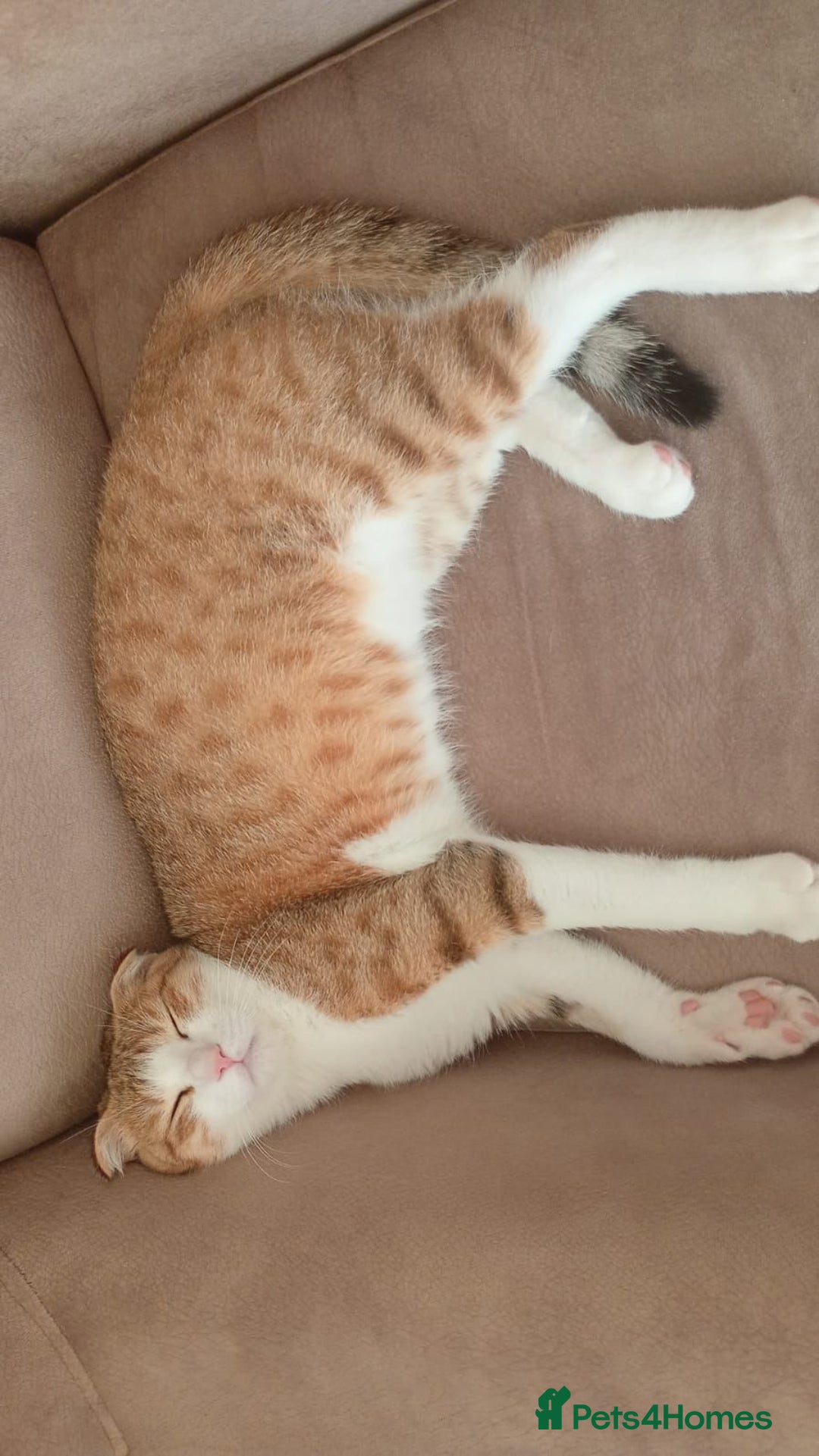 Scottish Fold cats for adoption: [Indoors Only] Oliver - A lovely & cuddly boy - Image 6