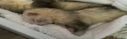 Ferret rodents for sale: Two brother ferrets for sale - Advert 7