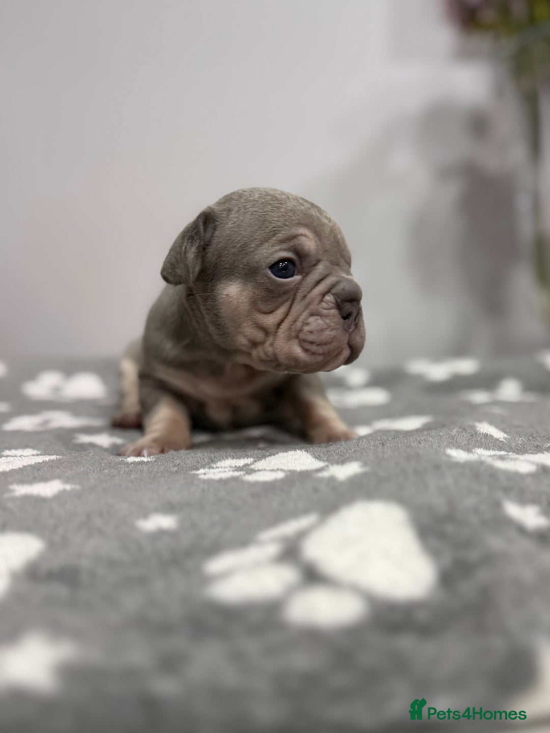 French Bulldog dogs for sale: 7 French Bull Dogs Puppy’s  - Advert 1