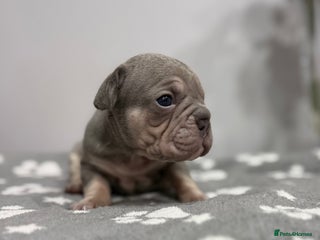 French Bulldog dogs 7 French Bull Dogs Puppy’s - Advert 15