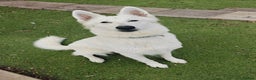 White Swiss Shepherd dogs for sale: Stunning female - Advert 1