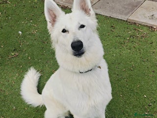 White Swiss Shepherd dogs Stunning female - Advert 1