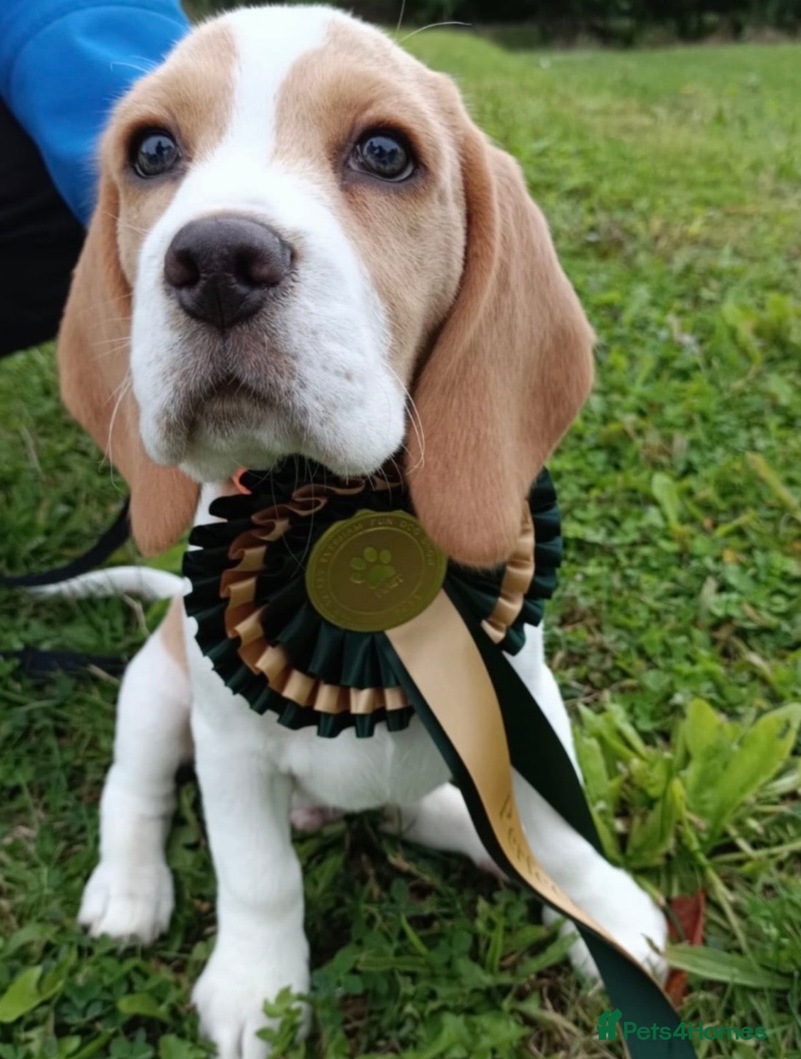 Beagle dogs Kc reg Charterwood /Davicard  Show winning    - Advert 3