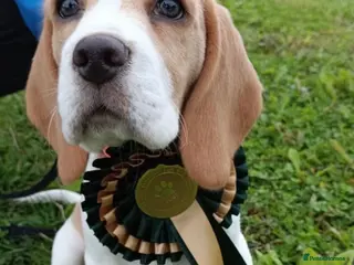 Beagle dogs Kc reg Charterwood /Davicard Show winning - Advert 3