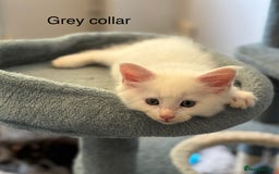 Maine Coon cats for sale: TICA & Council licensed white/black Maine Coons - Image 15