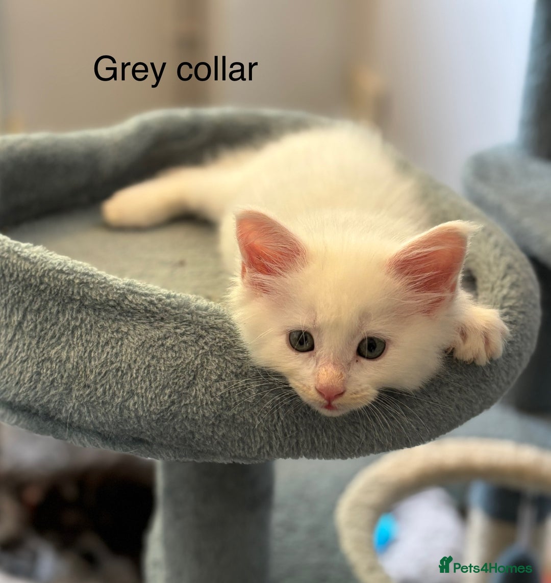 Maine Coon cats for sale: TICA & Council licensed white/black Maine Coons - Image 15