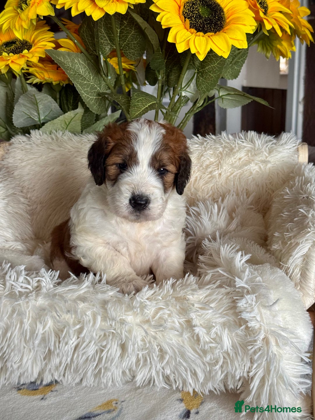 Saint Bernard dogs for sale: F1 st doodles puppies for sale - Image 33
