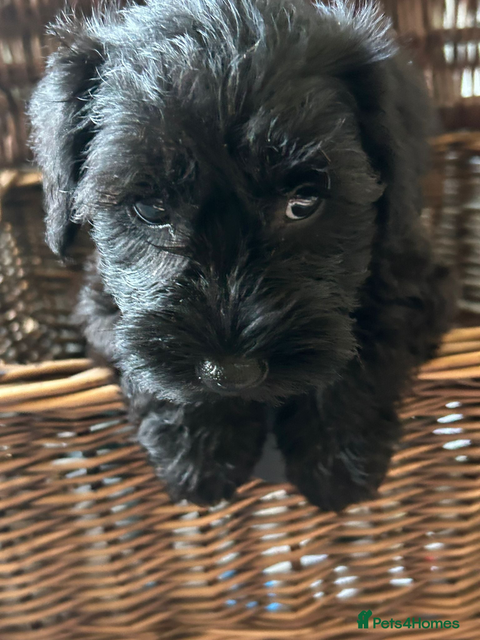 Miniature Schnauzer dogs MINITURE SCHNAUZER PUPS 1 GIRL LEFT - Advert 13