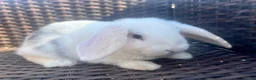 Mini Lop rabbits for sale: Beautiful Baby Mini Lops - Advert 5