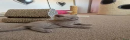 British Shorthair cats for sale: ✨ British Shorthair Kittens - Ready Now✨ - Advert 7