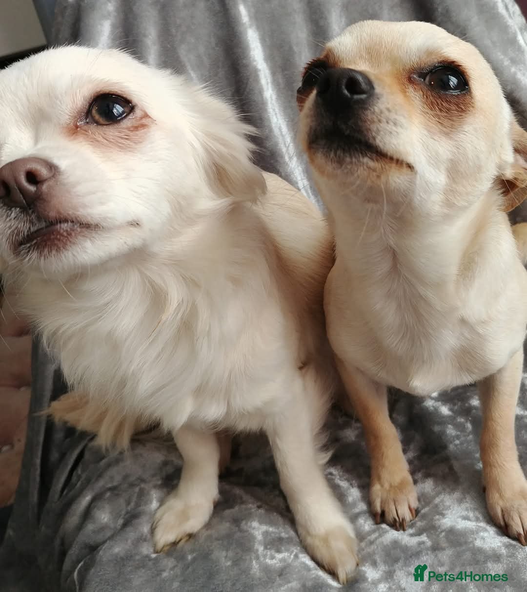 Chihuahua dogs for sale: 2 female chihuahuas  - Image 9