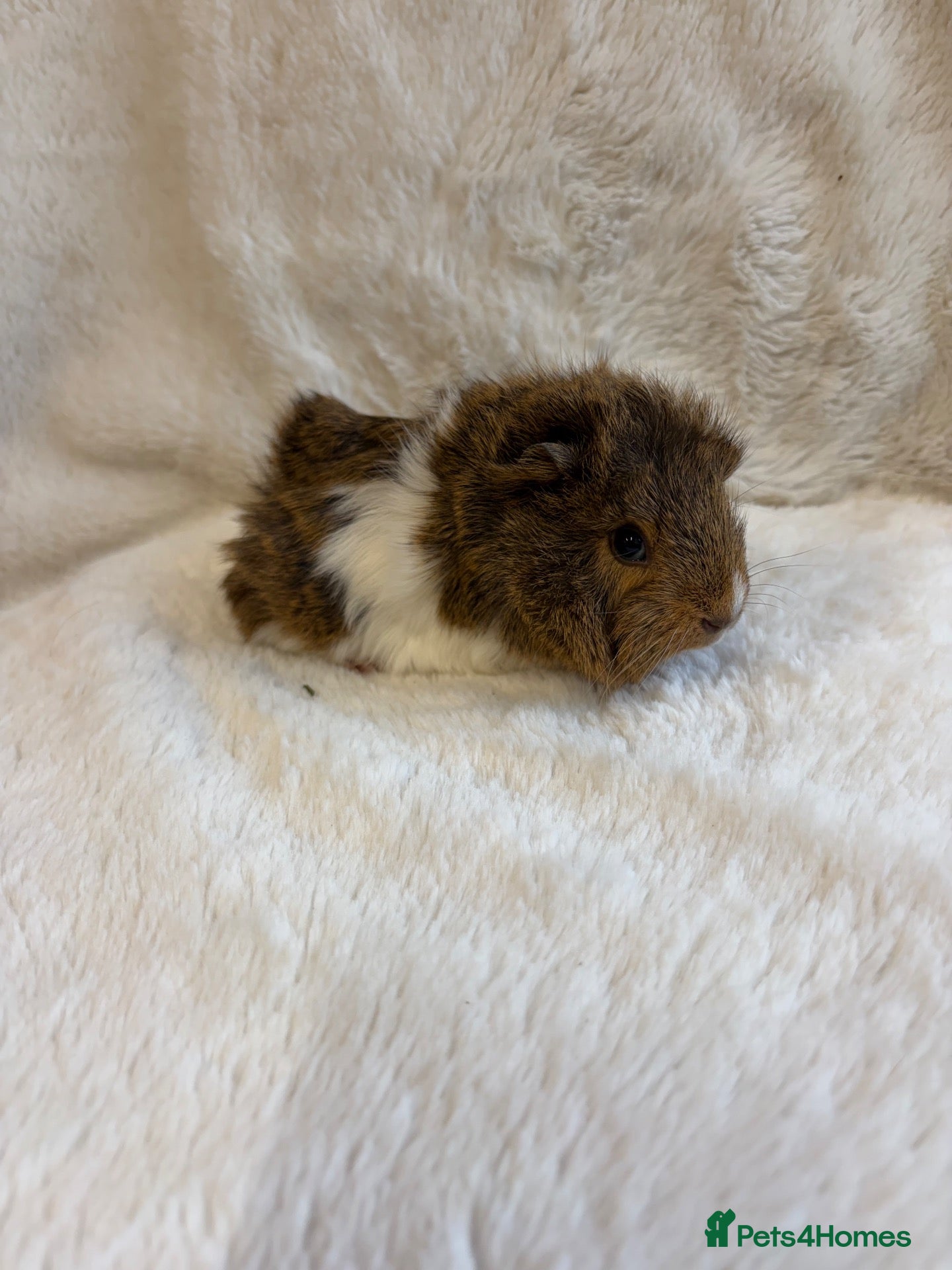 Guinea Pig rodents for sale: Funky and sheltie males  - Advert 2