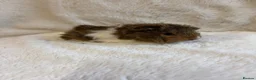 Guinea Pig rodents for sale: Funky and sheltie males  - Advert 2