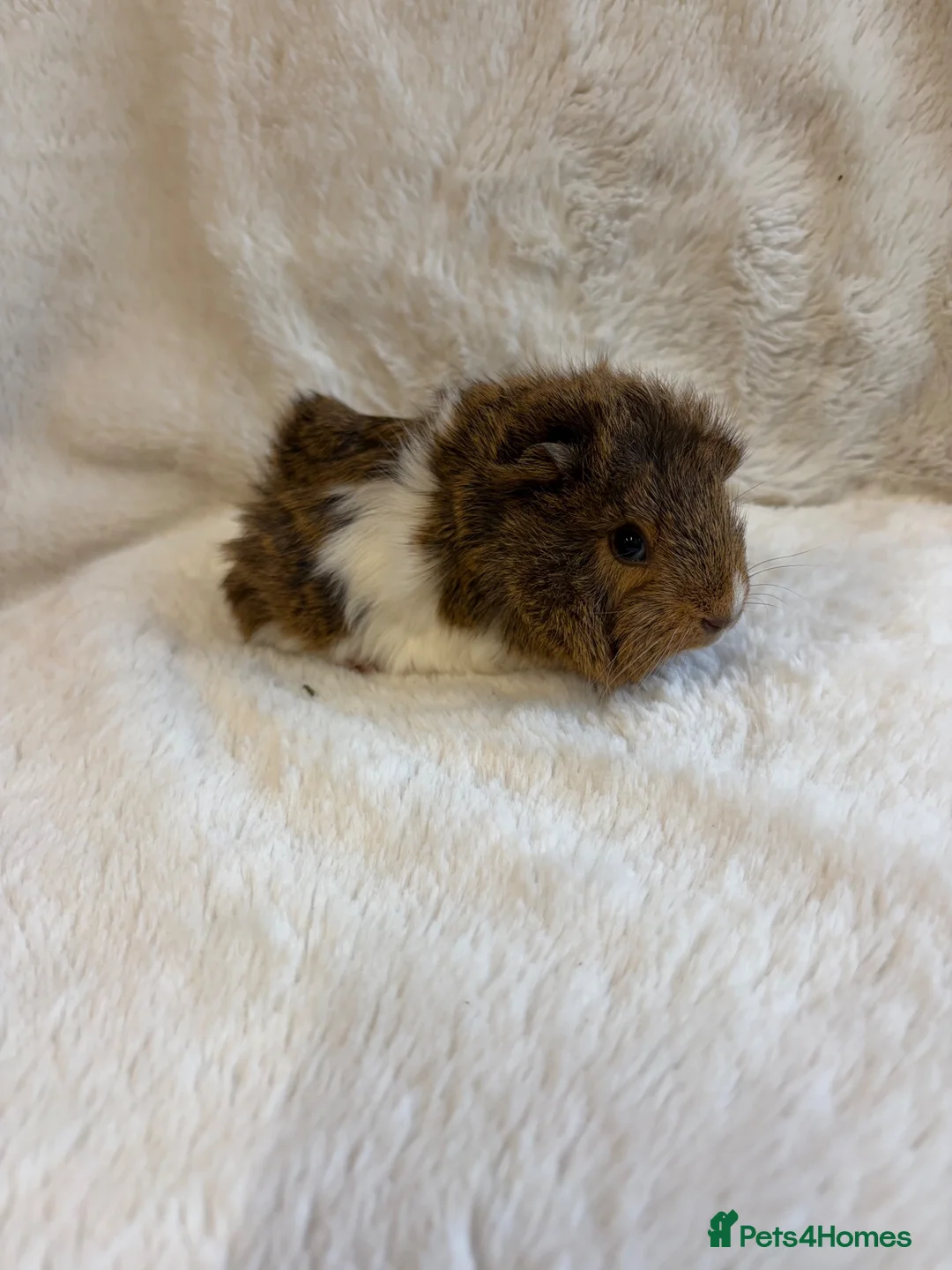 Guinea Pig rodents for sale: Funky and sheltie males  - Advert 2