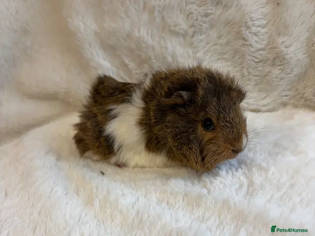 Guinea Pig rodents for sale: Funky and sheltie males - Advert 2