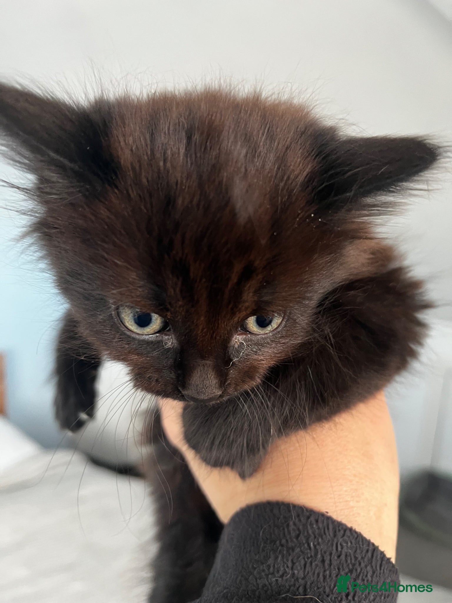 Mixed Breed cats Super cute fluffy long haired kitten  - Advert 6