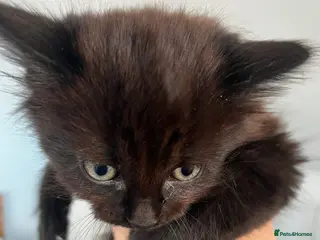 Mixed Breed cats Super cute fluffy long haired kitten - Advert 6