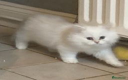 Persian cats for sale: 3 boys Persian chinchilla doll faced  - Image 3