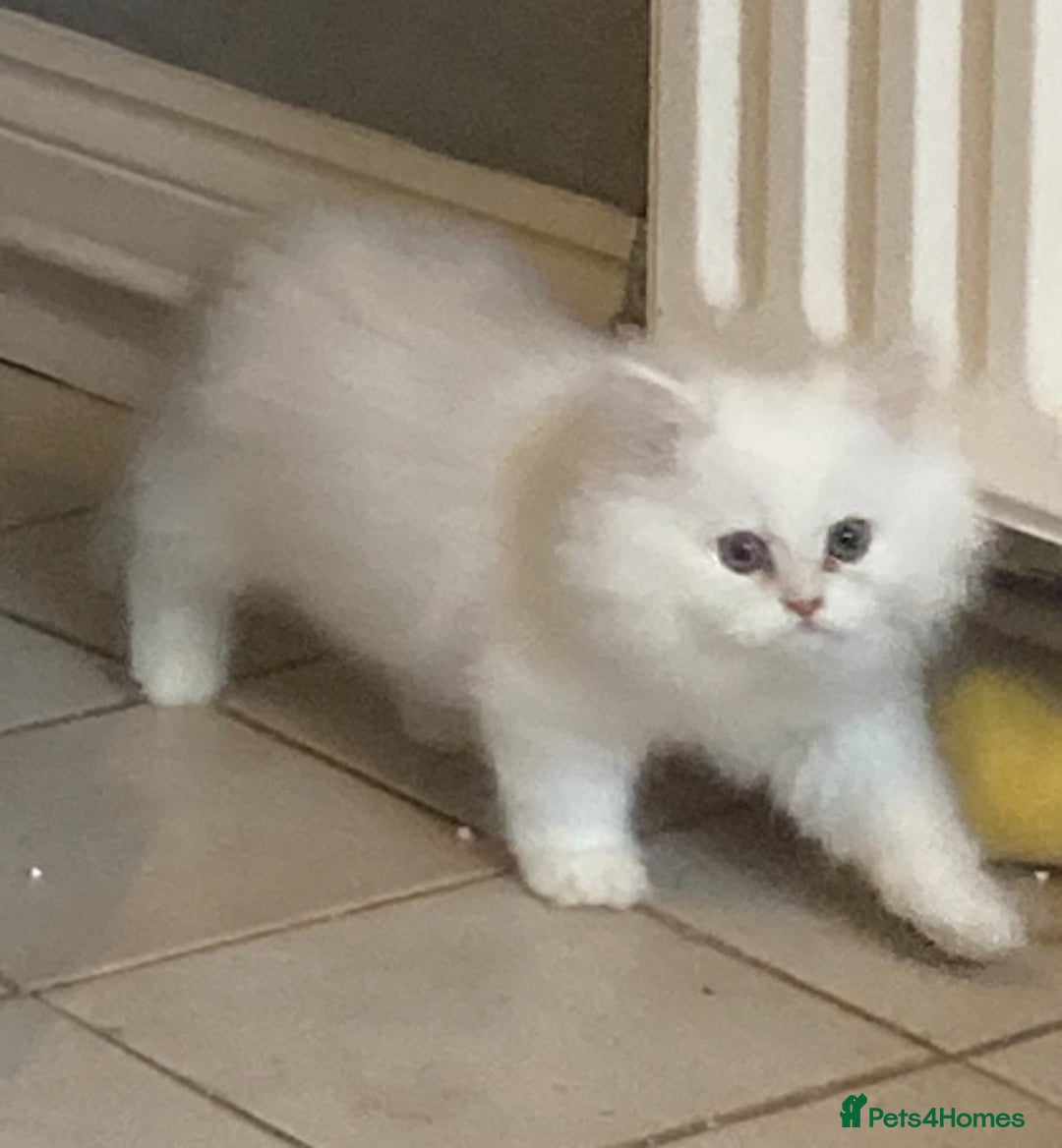 Persian cats for sale: 3 boys Persian chinchilla doll faced  - Image 3