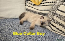 Ragdoll cats for sale: Beautiful ragdoll kittens - Image 6