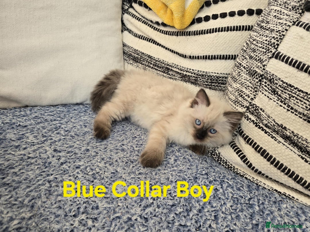 Ragdoll cats for sale: Beautiful ragdoll kittens - Image 6