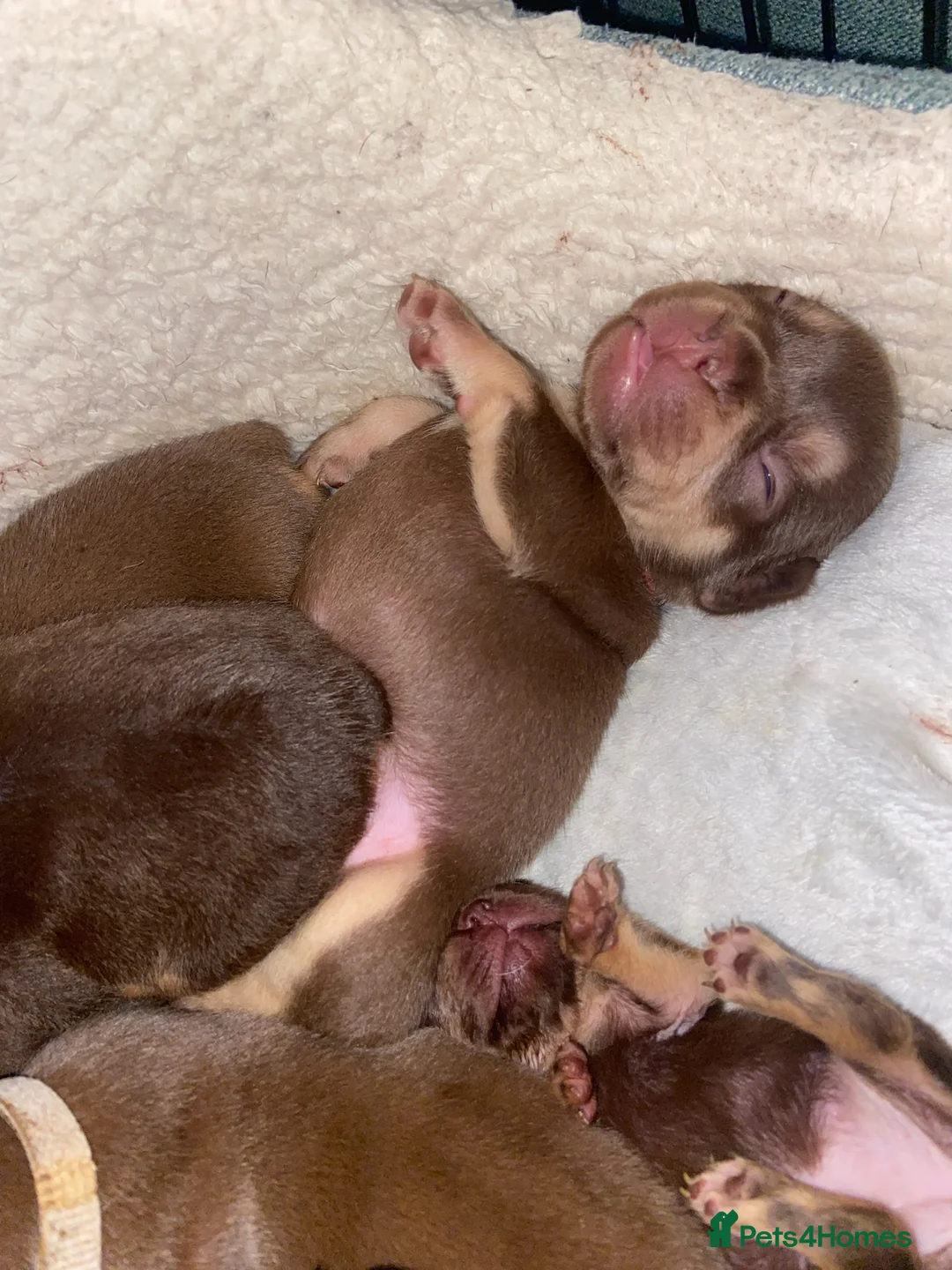 French Bulldog dogs for sale:  ** French Bulldogs in Chocolate & Tan and Rojo - Advert 3