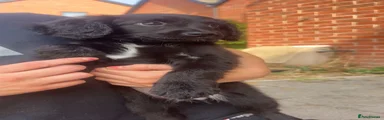 Mixed Breed 1