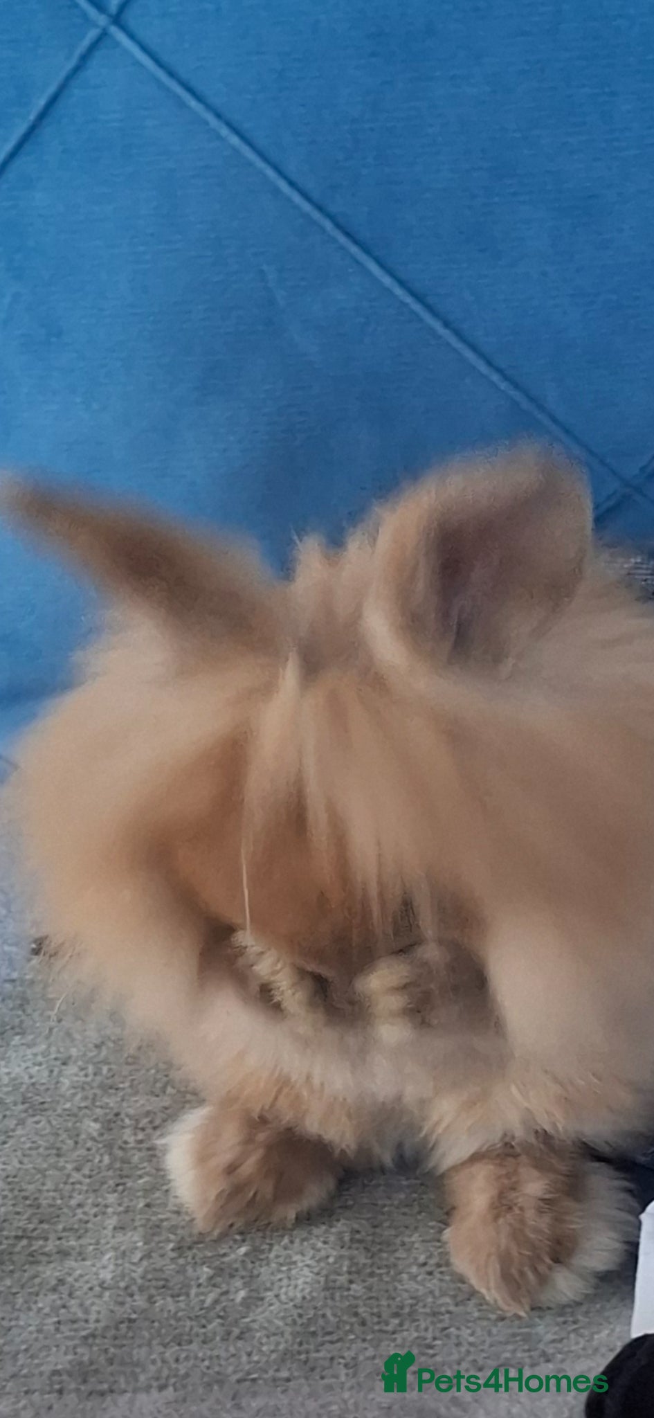 Lionhead rabbits Rabbits for sale (only £10 each) - Advert 2