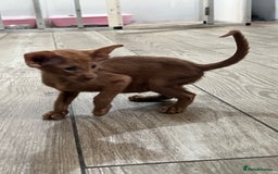 Oriental cats for sale: Cinnamon boy and Havana girl  - Image 6