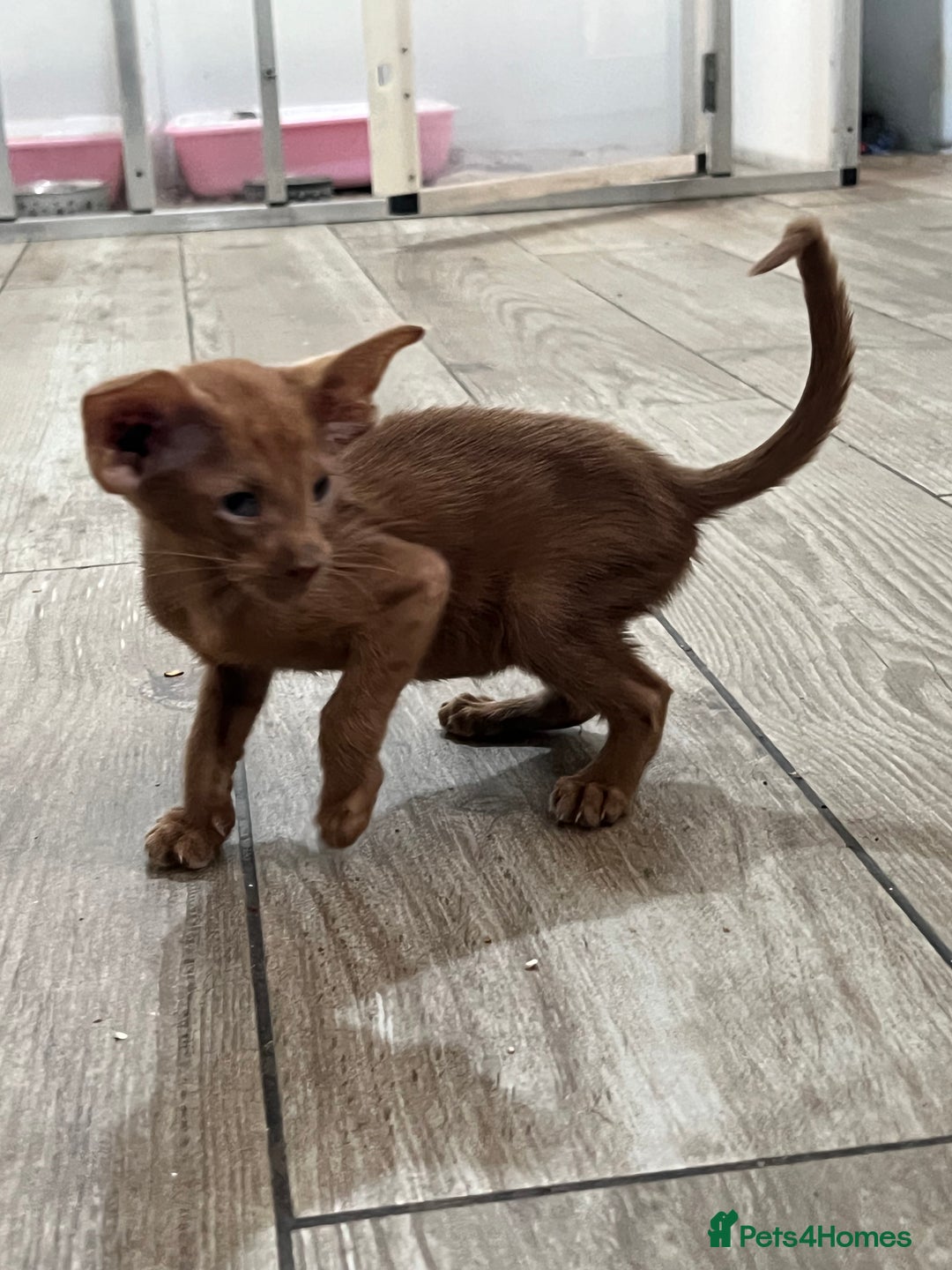 Oriental cats for sale: Cinnamon boy and Havana girl  - Image 6