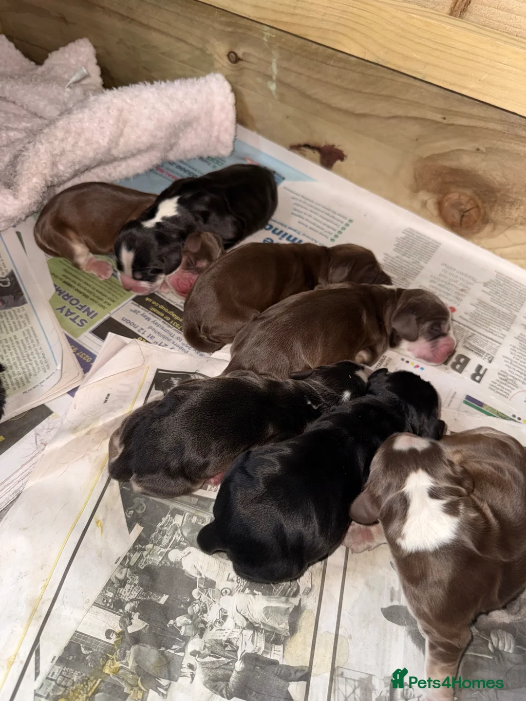 Cocker Spaniel dogs for sale: KC registered show type cocker spaniels  in Sheffield - Advert 4