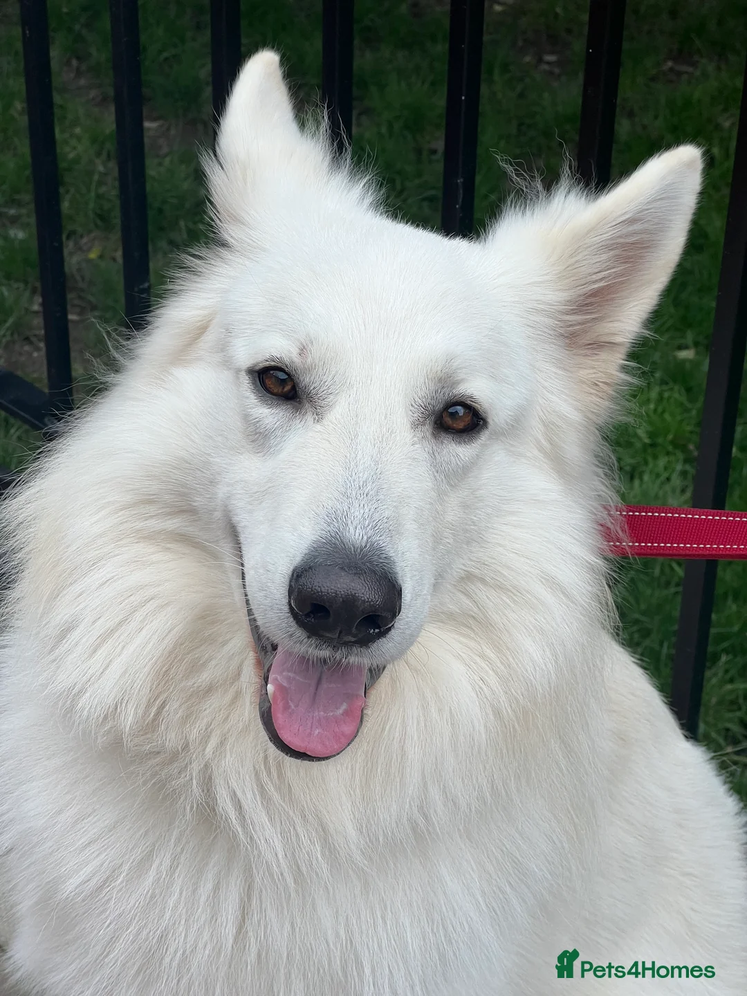White Swiss Shepherd dogs for stud: White Swiss Shepherd Dog at Stud (Long Coat) in Nelson - Advert 19