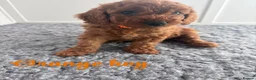 Mixed Breed dogs for sale: Adorable Cavapoo Puppies - One boy left! - Advert 11