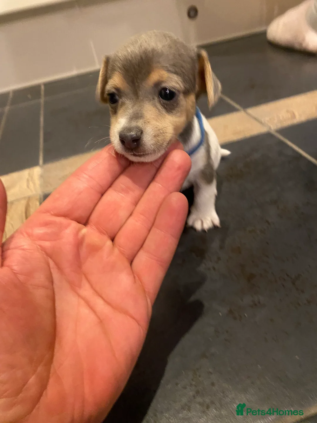 Jack Russell dogs for sale: Stunning small type jack Russell. Pups - Advert 9
