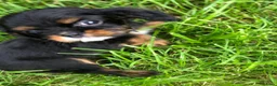 Cavalier King Charles Spaniel dogs for sale: Cavalier King Charles puppies  - Advert 34