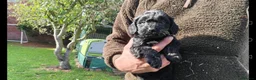 Cockapoo dogs for sale: Cockapoo pups - Advert 6