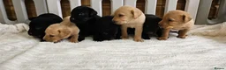 Labrador Retriever dogs for sale: 7 BEAUTIFUL KCREG LABRADORS. HEALTH TESTED PARENTS - Advert 5