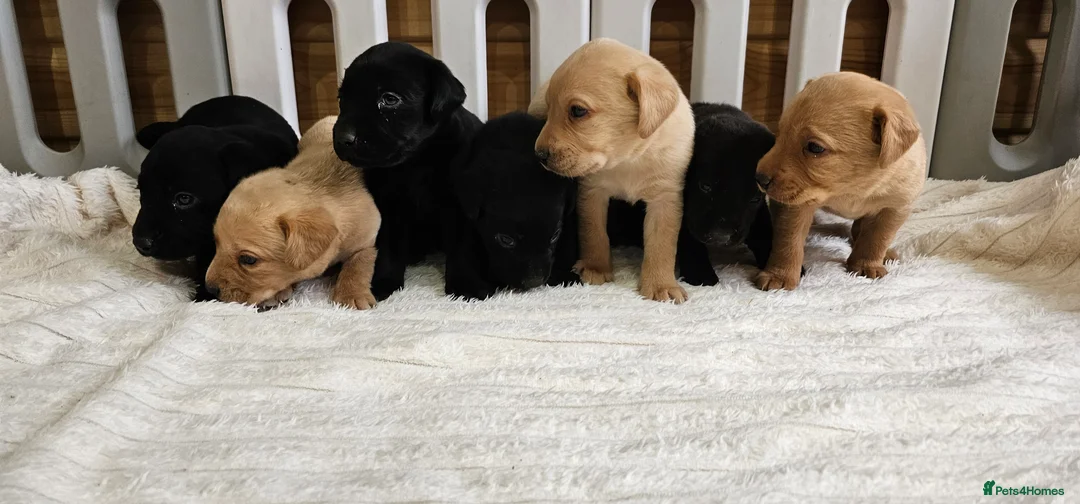 Labrador Retriever dogs for sale: 7 BEAUTIFUL KCREG LABRADORS. HEALTH TESTED PARENTS - Advert 5